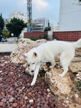 האסקית סיבירית לבנה כשלג, עיניים