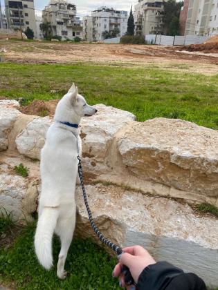 האסקית סיבירית לבנה כשלג, עיניים