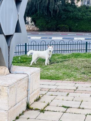 האסקית סיבירית לבנה כשלג, עיניים