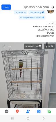 למכירה תוכי גרינציק האכלת יש