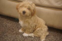 Havanese, super cute!