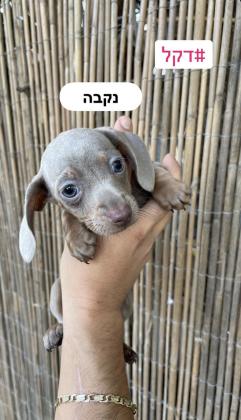 המלטה ביתית דקל ארנבי מיני