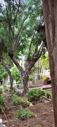 דירה 3 חדרים להשכרה בחיפה | גאולה | הדר עליון
