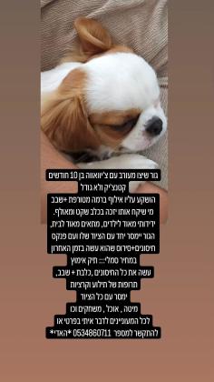 גור שיצו מעורב עם צ'יוואווה