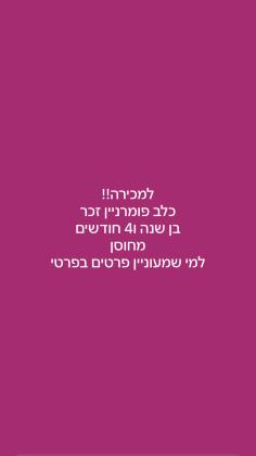 כלב פומרניין בן שנה ו4