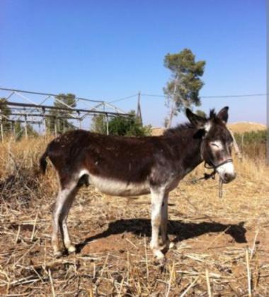 צבע הסוס שחור, עיניים ירוקות,