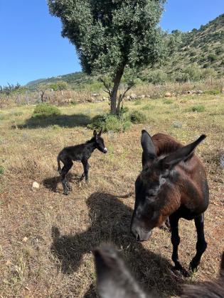 אתון והאייר שלה, מאולפים, טובים עם ילדים