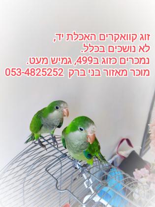 זוג קוואקרים האכלת יד,בריאים, חמודים,