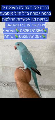 דררה קלייר כחולה האכלת יד