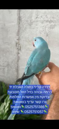 דררה קלייר כחולה האכלת יד