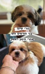 גורים שחצו מיוחדים מאוד חמודים