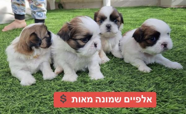 למחפשי איכות בלבד!! מהמלטה בייתית