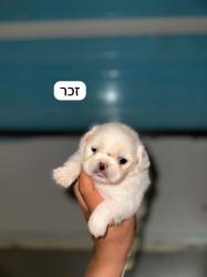 גורי פקינז לשריון יהיו מוכנים