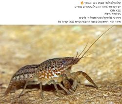 לובסטרים בגודל 5-7ס"מ מתרבים ללא זיווג