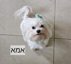 גורי מלטז גזעיים מיני מיני